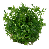 022C TC Ranunculus inundatus